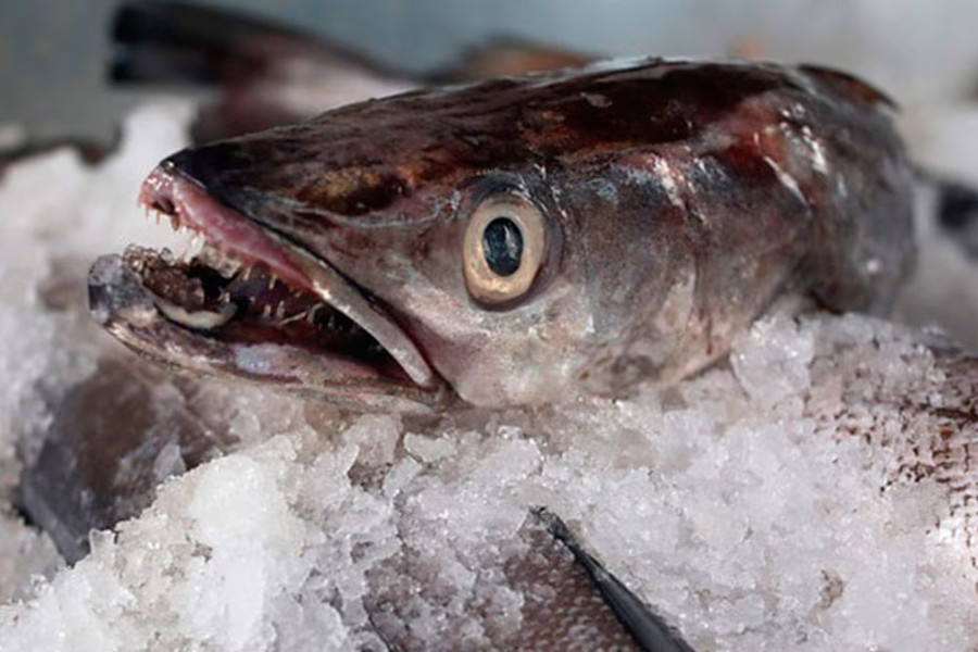 En qué fijarse a la hora de vender pescados y mariscos congelados en el...  | La Cuarta Comerciante